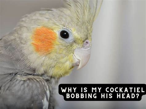 cockatiel head bobbing